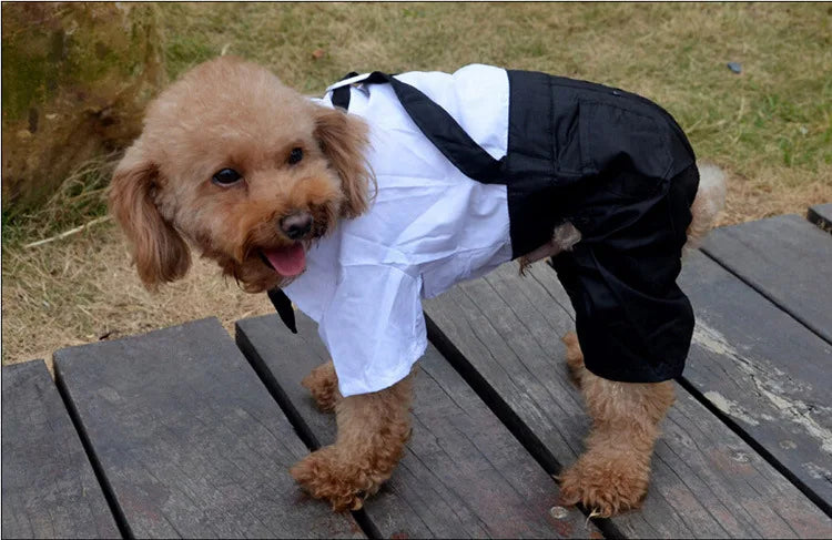 Spiffy Tuxedo Suit Costume for Weddings Birthday Parties and other formal occasions. Comes 4 colours and 5 sizes.