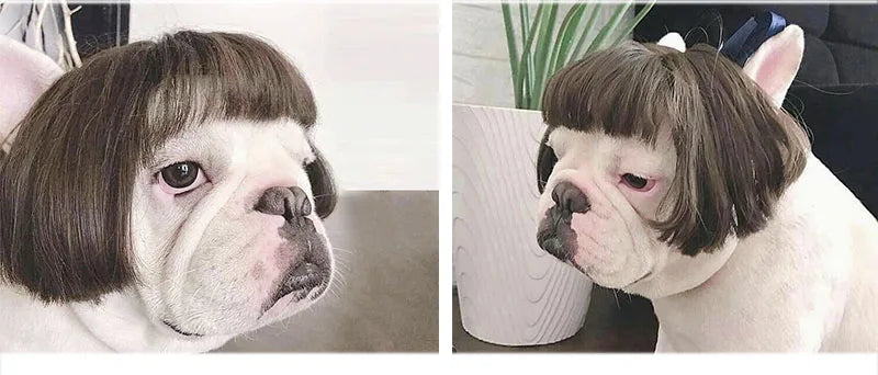 Pet Wigs, Dog & Cat Cross-Dressing Hair Set