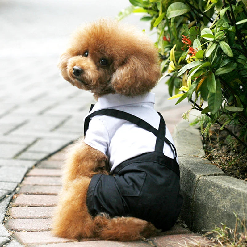 Spiffy Tuxedo Suit Costume for Weddings Birthday Parties and other formal occasions.  Comes 4 colours and 5 sizes.