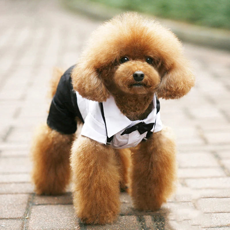 Spiffy Tuxedo Suit Costume for Weddings Birthday Parties and other formal occasions.  Comes 4 colours and 5 sizes.