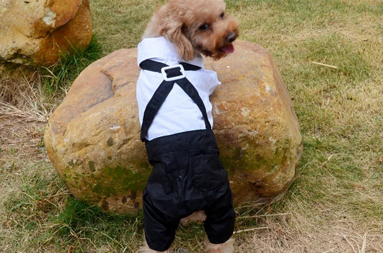 Spiffy Tuxedo Suit Costume for Weddings Birthday Parties and other formal occasions.  Comes 4 colours and 5 sizes.