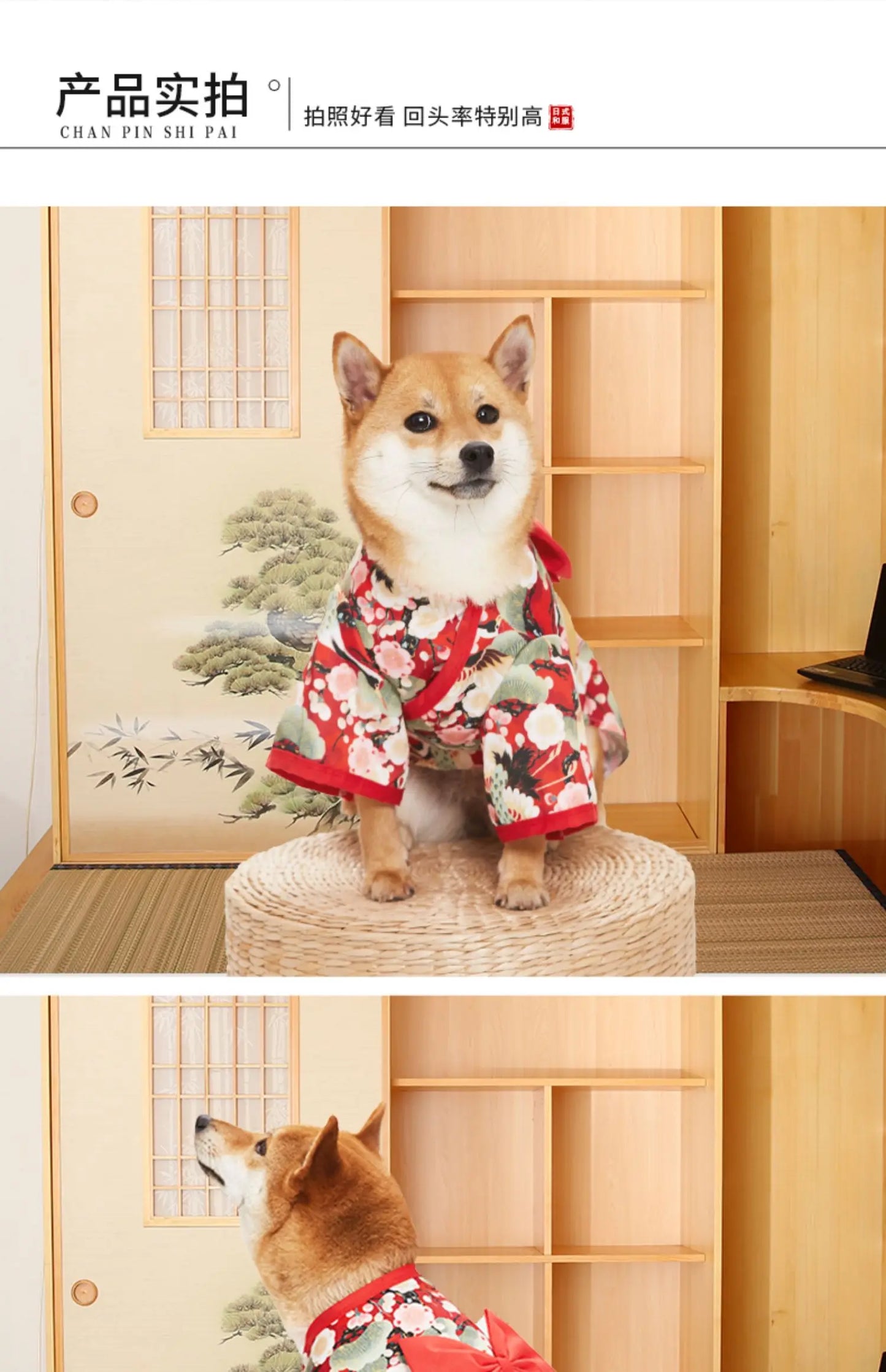 Your mate will be the most stylish resident in your street with this high quality, Japanese Kimono Dog Costume.  Comes in a wide range colours and of sizes.