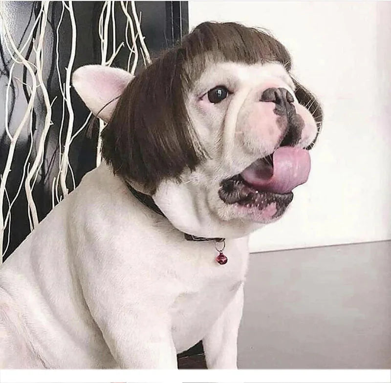 Pet Wigs, Dog & Cat Cross-Dressing Hair Set