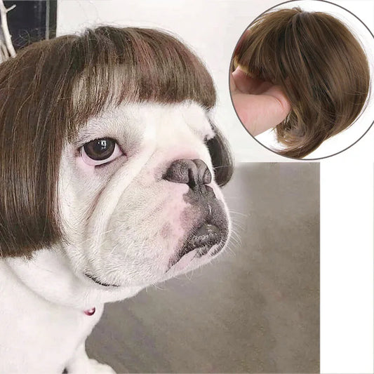 Pet Wigs, Dog & Cat Cross-Dressing Hair Set
