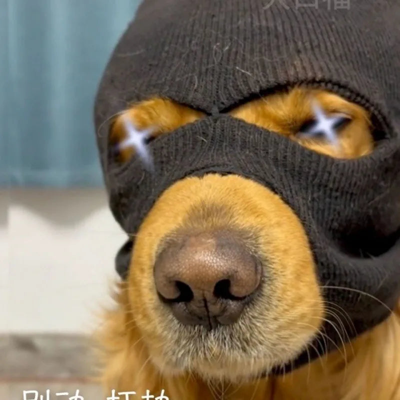 It's a stick-up.  Funny bandit Ski Mask for Dogs