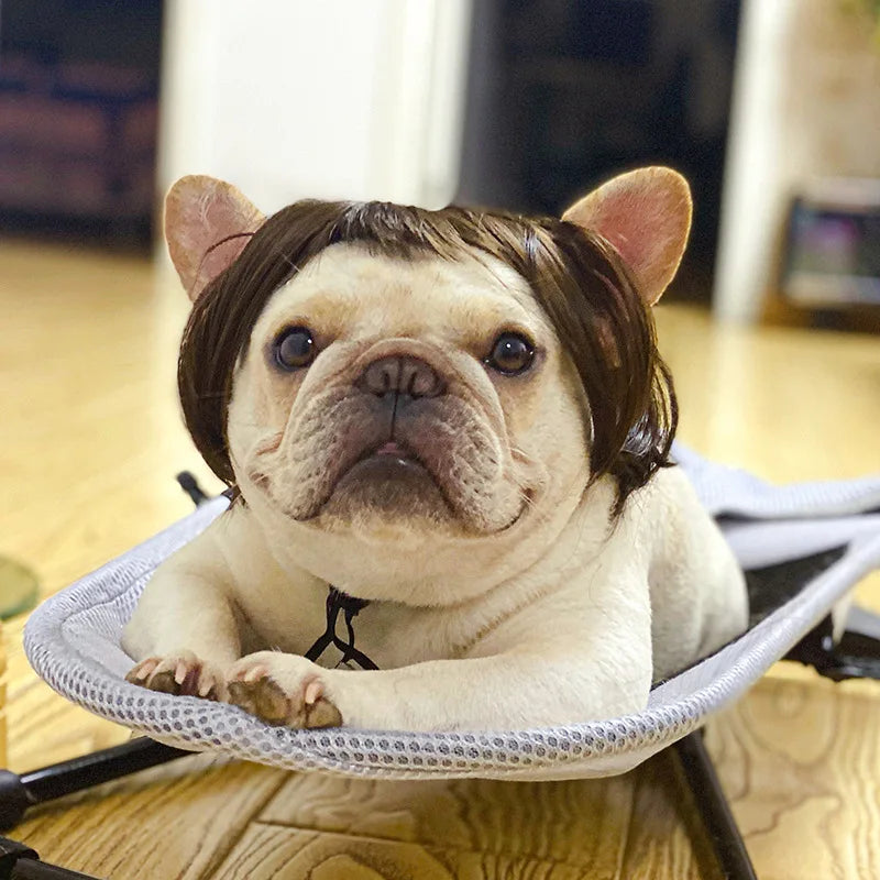 Pet Wigs, Dog & Cat Cross-Dressing Hair Set