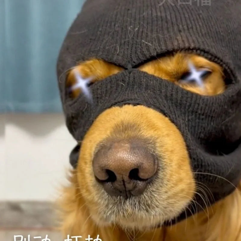 It's a stick-up.  Funny bandit Ski Mask for Dogs